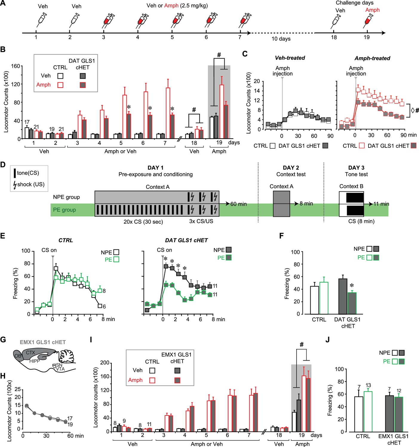 Dopamine neuron dependent behaviors mediated by glutamate 