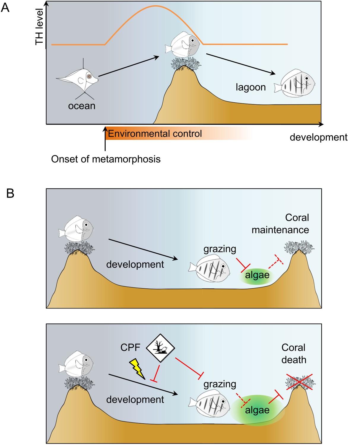 Fish Larval Recruitment To Reefs Is A Thyroid Hormone-mediated ...