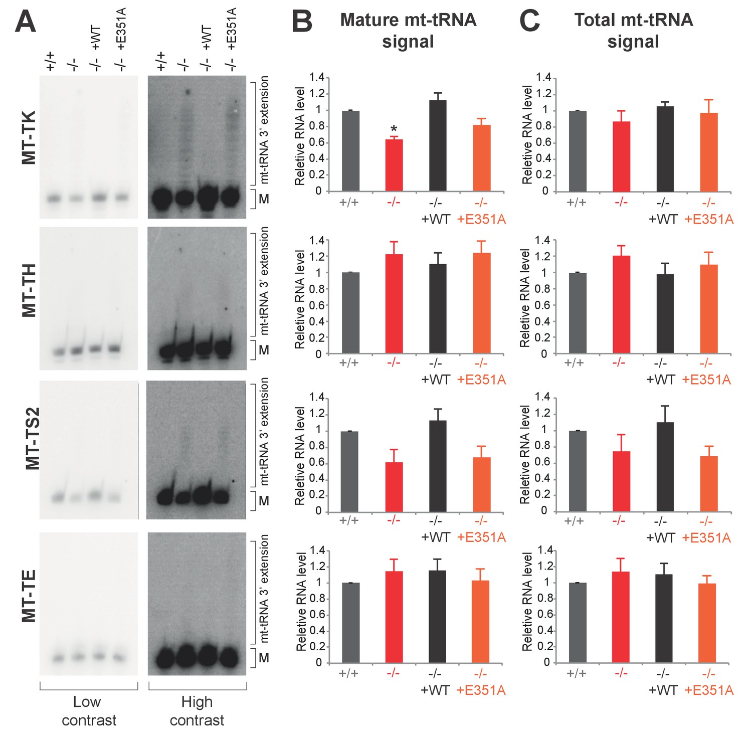 Figures and data in Maturation of selected human mitochondrial tRNAs  requires deadenylation | eLife