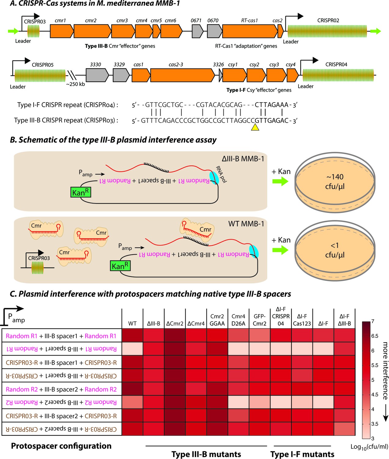 Figures And Data In Type III CRISPR-Cas Systems Can Provide Redundancy ...