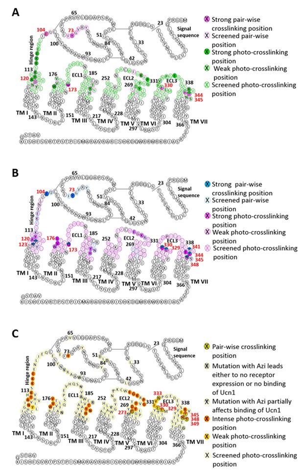 Figures And Data In Structural Insight Into The Activation Of A Class B ...