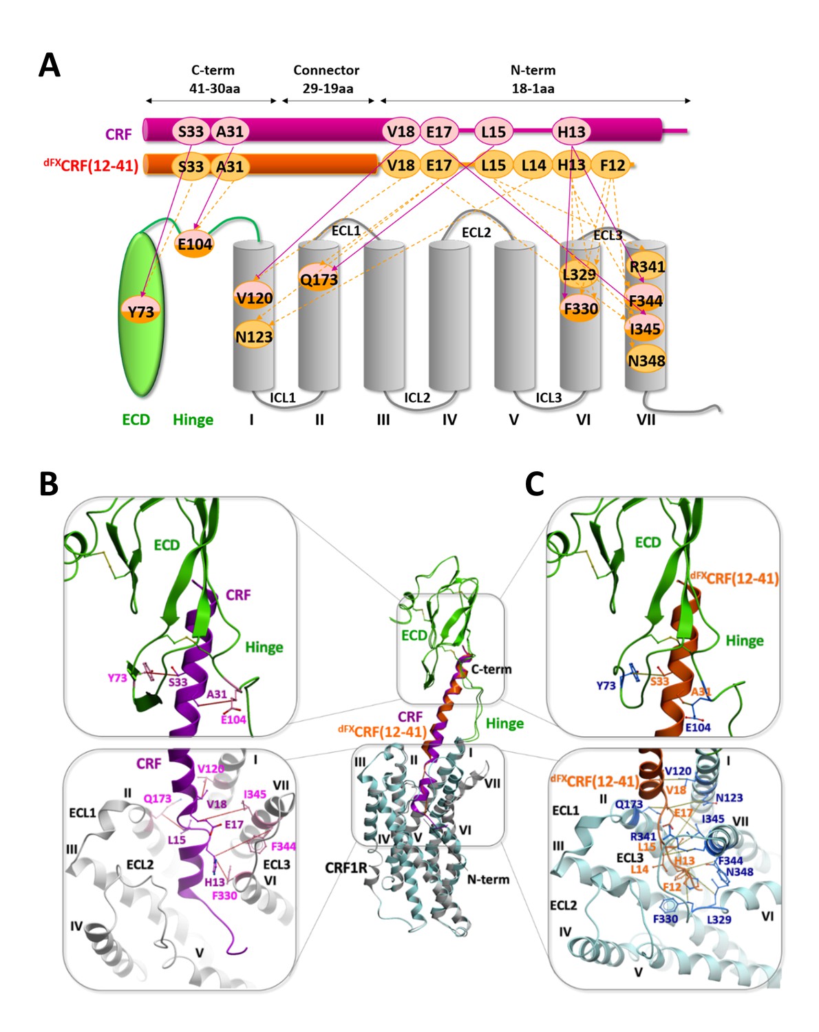 Structural Insight Into The Activation Of A Class B G-protein-coupled ...