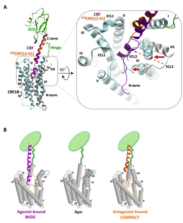 Structural Insight Into The Activation Of A Class B G-protein-coupled ...