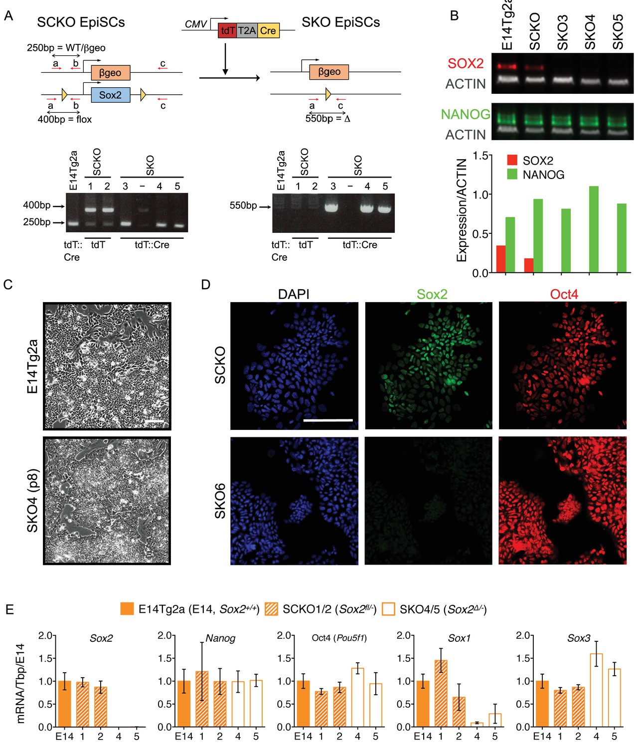 Distinct SoxB1 networks are required for naïve and primed pluripotency ...