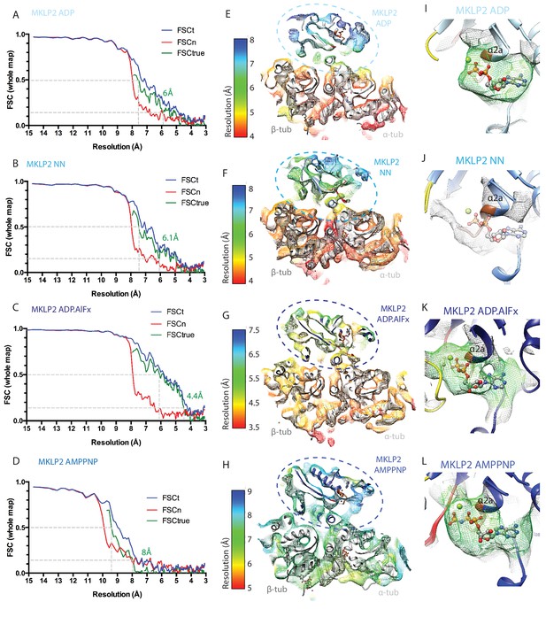 Figures and data in The divergent mitotic kinesin MKLP2 exhibits ...