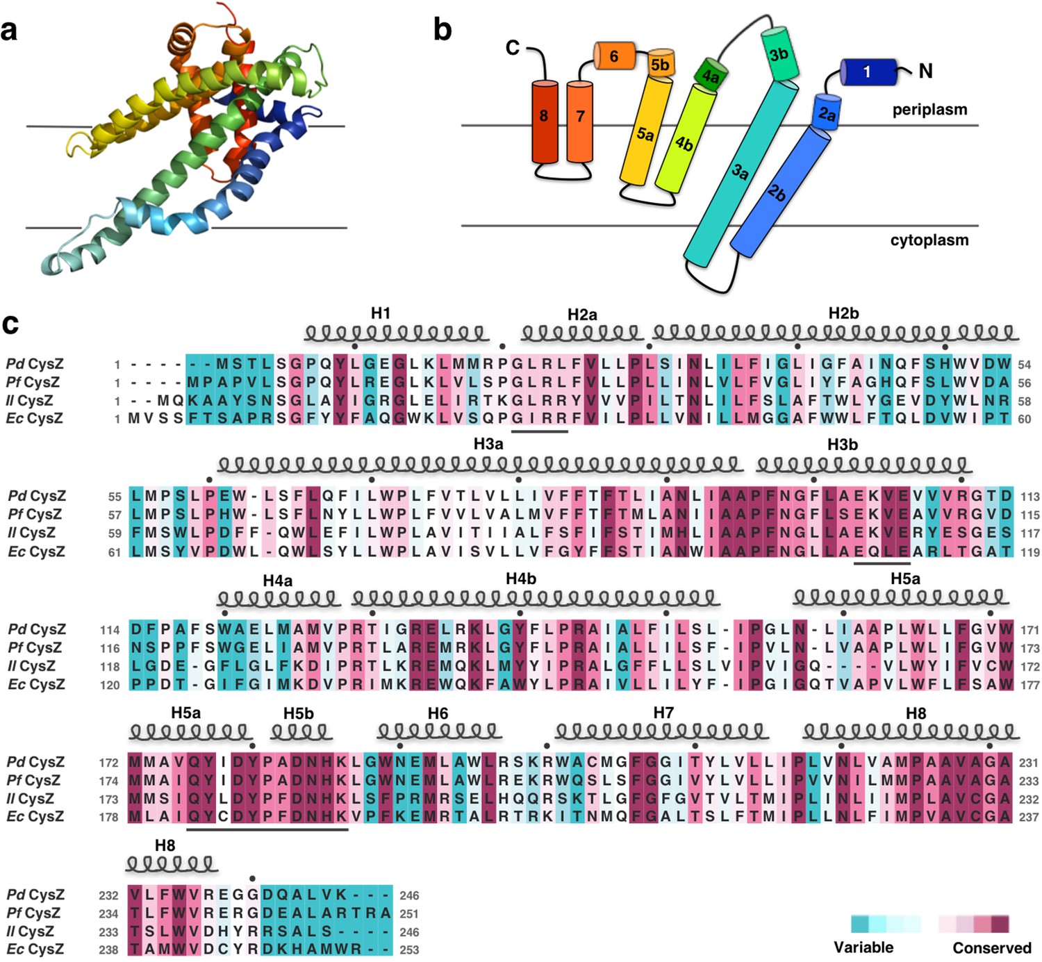 Structure-based analysis of CysZ-mediated cellular uptake of sulfate ...