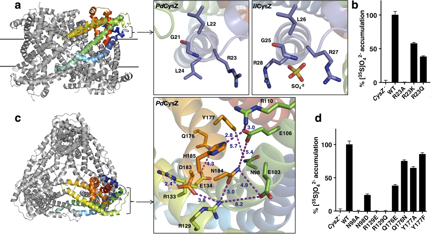 Structure-based analysis of CysZ-mediated cellular uptake of sulfate ...