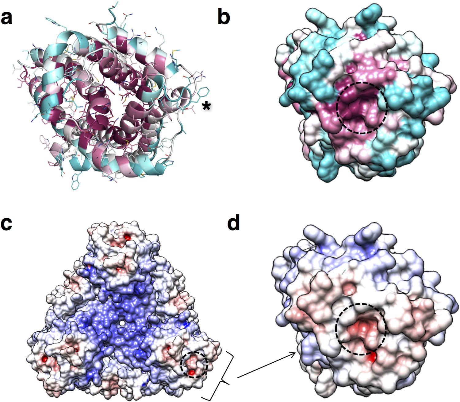 Structure-based analysis of CysZ-mediated cellular uptake of sulfate ...