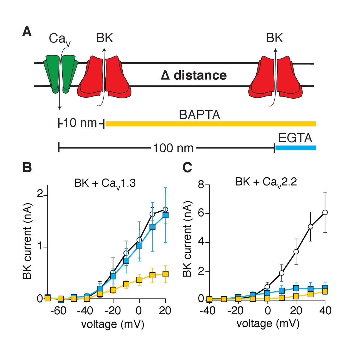 Proximal Clustering Between Bk And Cav Channels Promotes Functional