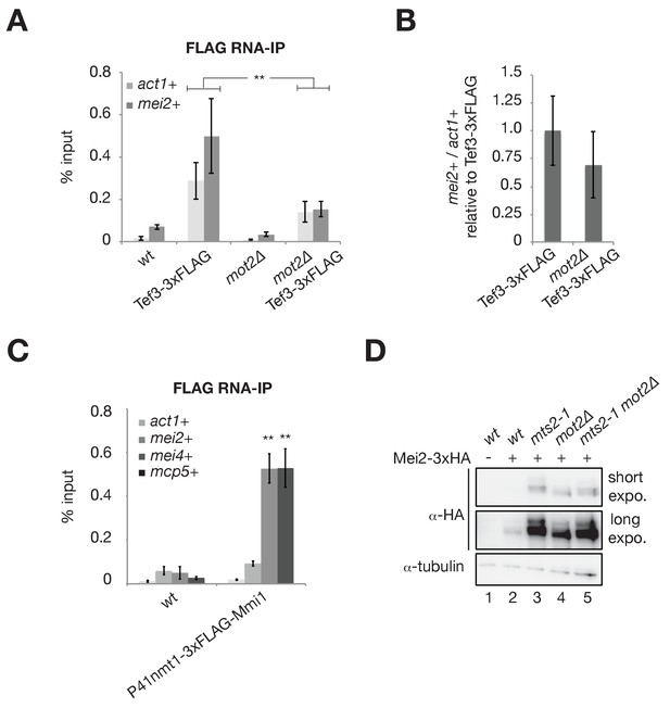 Ubiquitination-dependent control of sexual differentiation in fission yeast - eLife