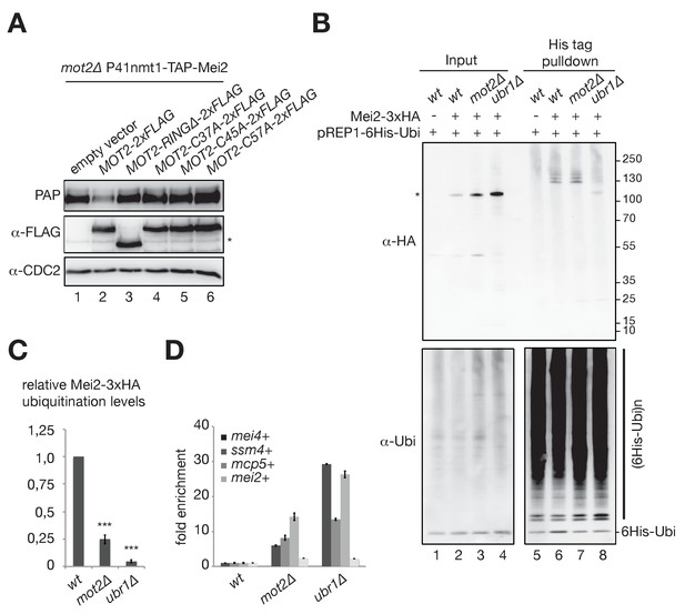 Ubiquitination-dependent control of sexual differentiation in fission yeast - eLife