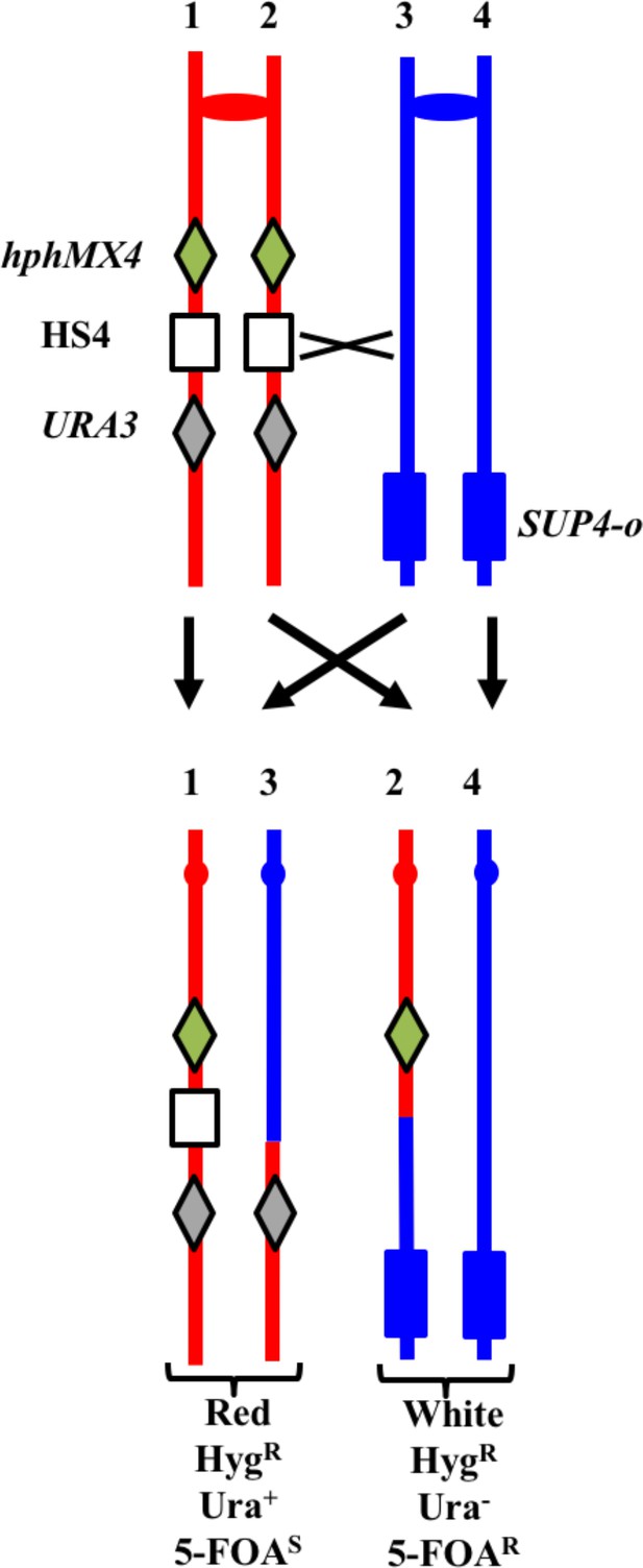 resolution mapping of heteroduplex DNA formed during UV Biology Diagrams