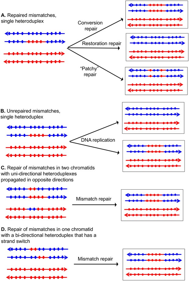 resolution mapping of heteroduplex DNA formed during UV Biology Diagrams