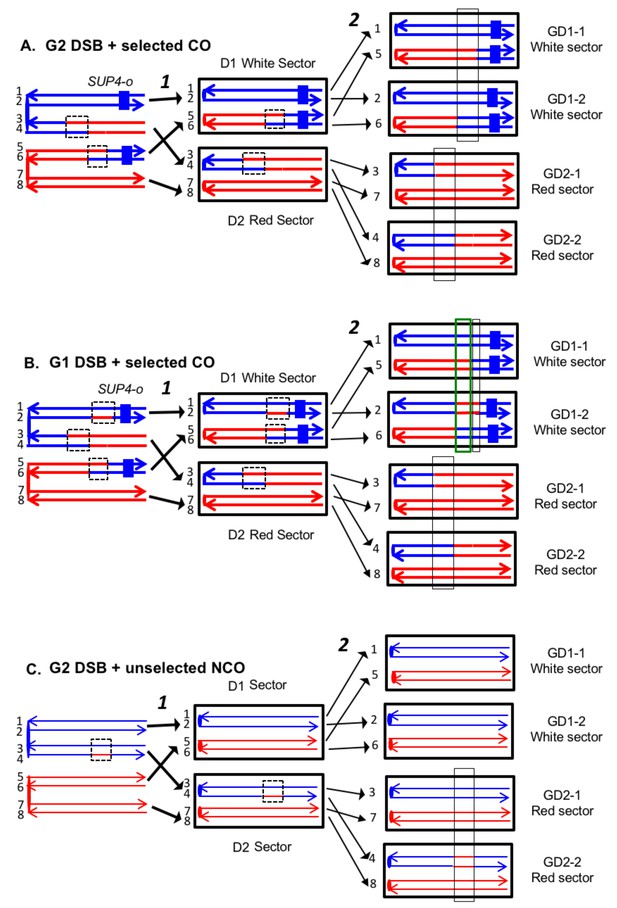 resolution mapping of heteroduplex DNA formed ... Biology Diagrams