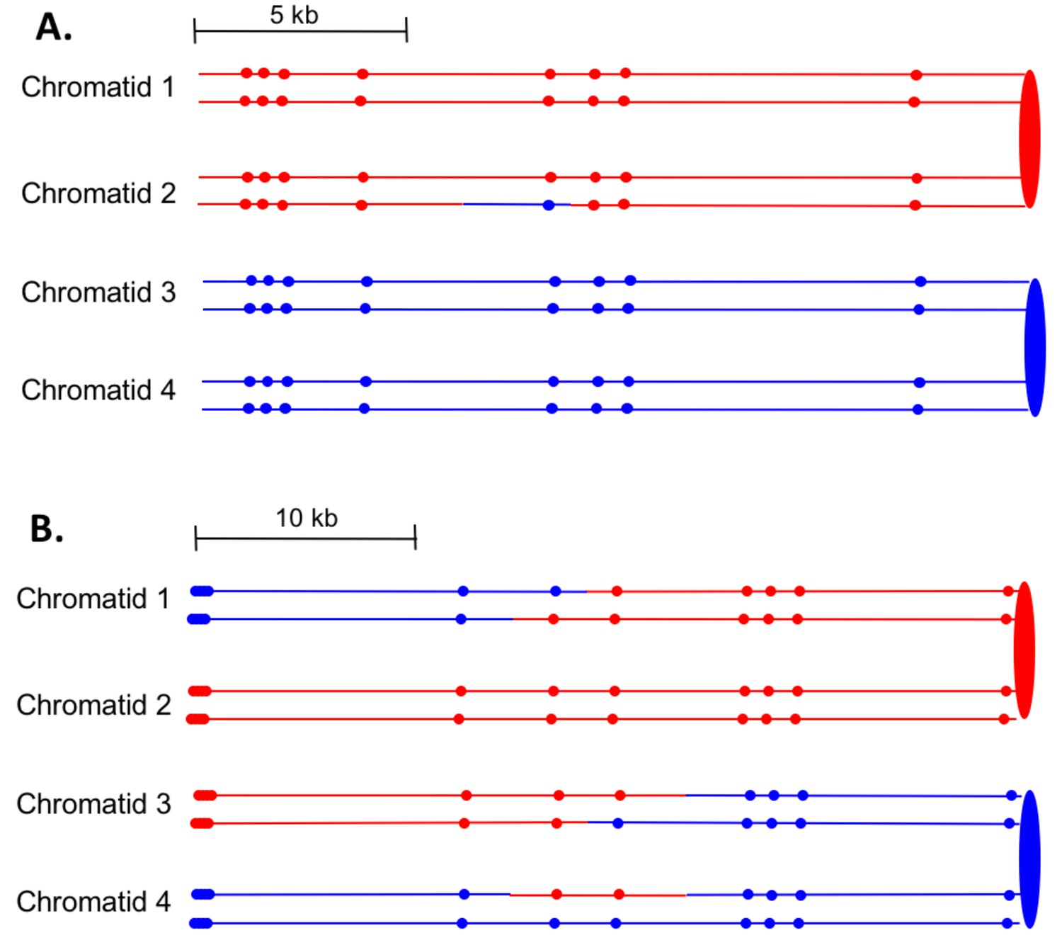 resolution mapping of heteroduplex DNA formed during UV Biology Diagrams