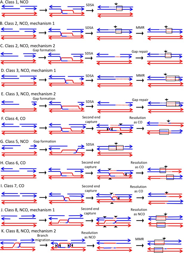 resolution mapping of heteroduplex DNA formed during UV Biology Diagrams