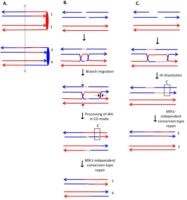 resolution mapping of heteroduplex DNA formed during UV Biology Diagrams
