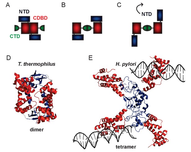 Figures And Data In The Structural Basis For Dynamic DNA Binding And ...