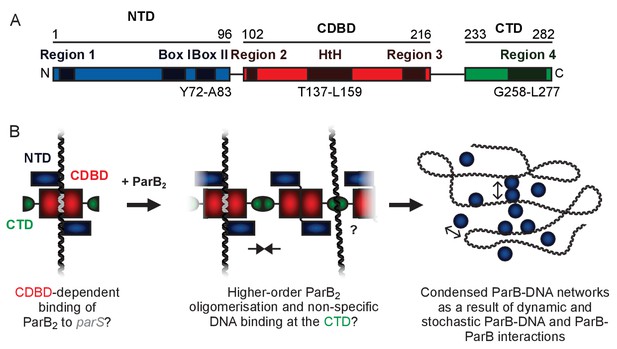 The Structural Basis For Dynamic DNA Binding And Bridging Interactions ...