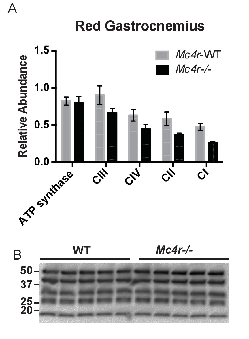 Transgenic Mice Expressing Green Fluorescent Protein under the Control of  the Melanocortin-4 Receptor Promoter