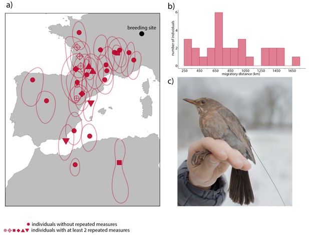 Figures and data in Migration confers winter survival benefits in a ...