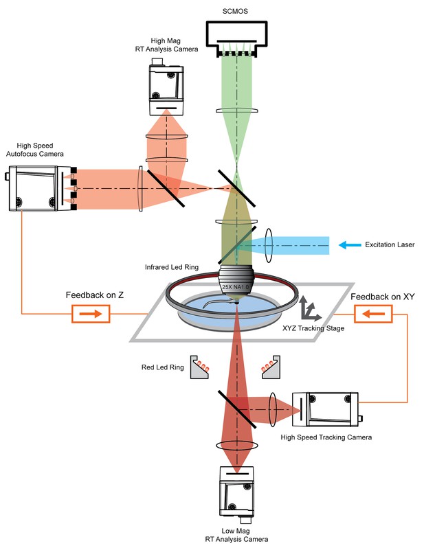 Rapid whole brain imaging of neural activity in freely behaving larval ...