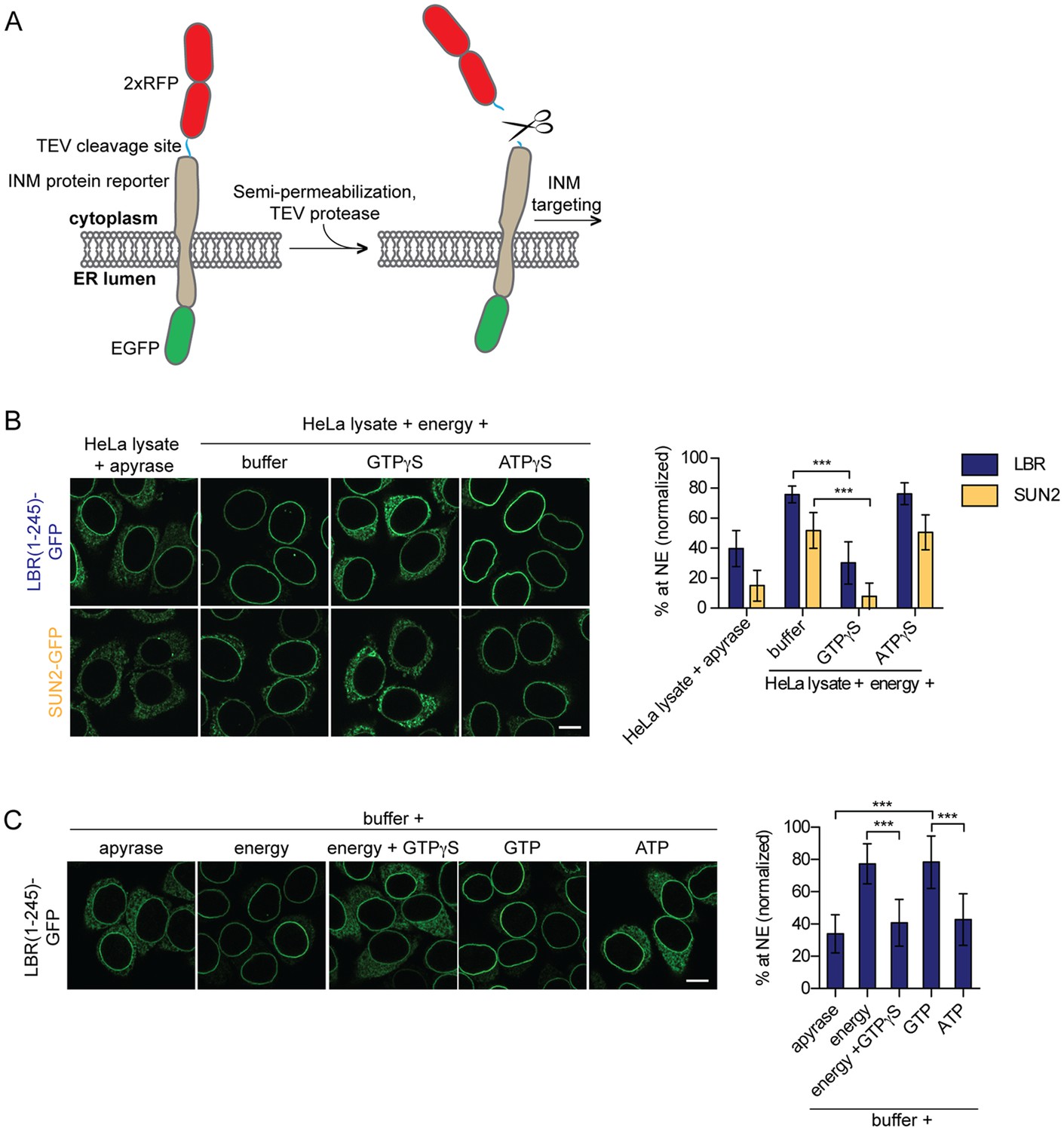 Efficient Protein Targeting To The Inner Nuclear Membrane Requires ...