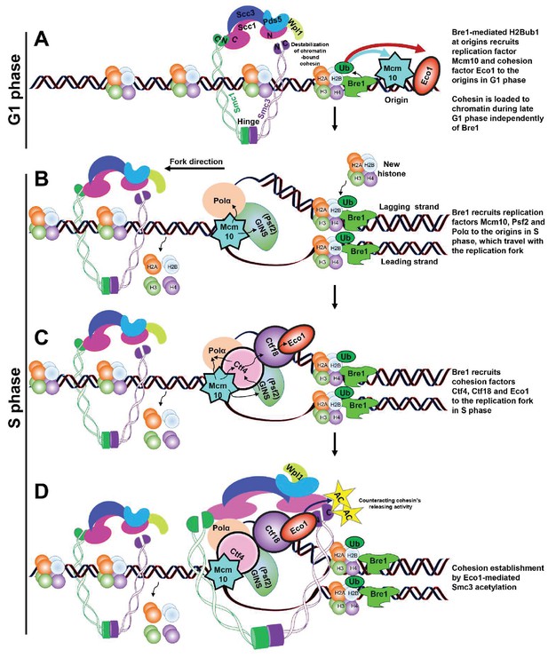 Figures and data in E3 ubiquitin ligase Bre1 couples sister chromatid ...