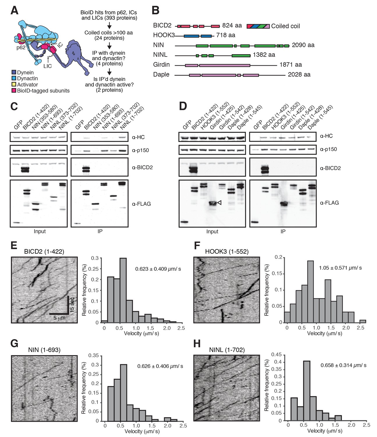 Figures And Data In The Human Cytoplasmic Dynein Interactome Reveals