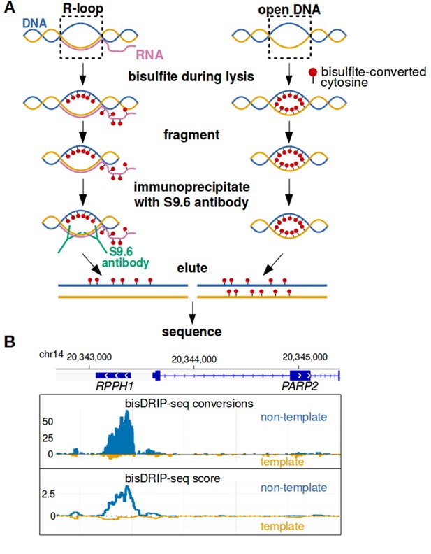 Defining the location of promoter-associated R-loops at near-nucleotide ...