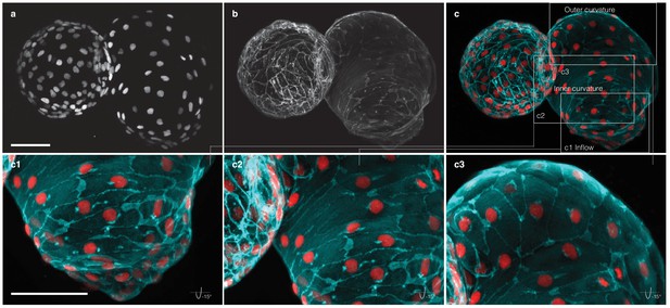 Figures and data in Cell-accurate optical mapping across the entire ...