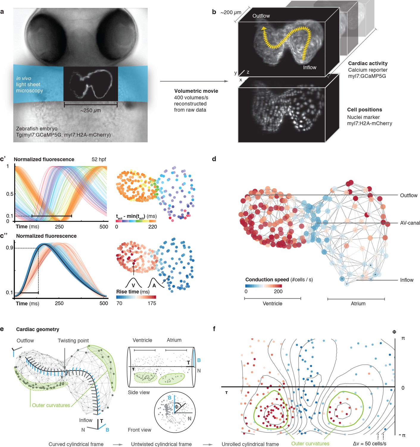 Cell Accurate Optical Mapping Across The Entire Developing Heart Elife