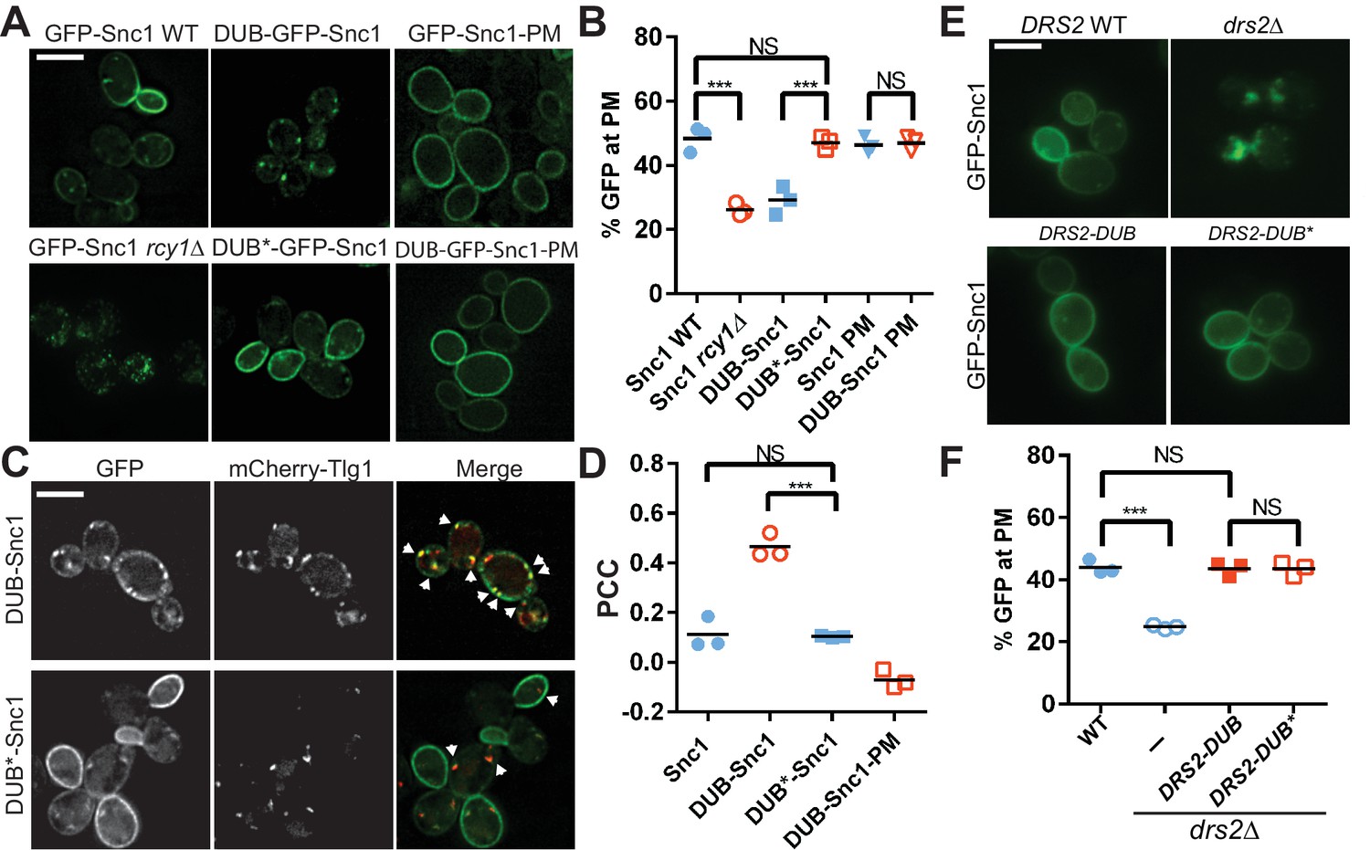 COPI mediates recycling of an exocytic SNARE by recognition of a