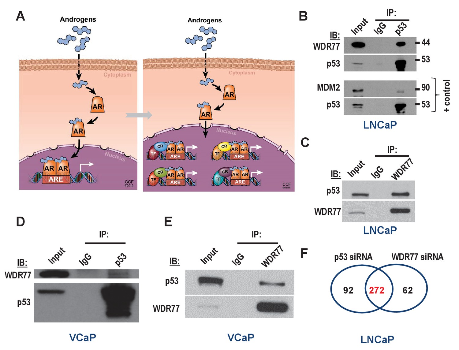 Figures And Data In A Comprehensive Analysis Of Coregulator Recruitment