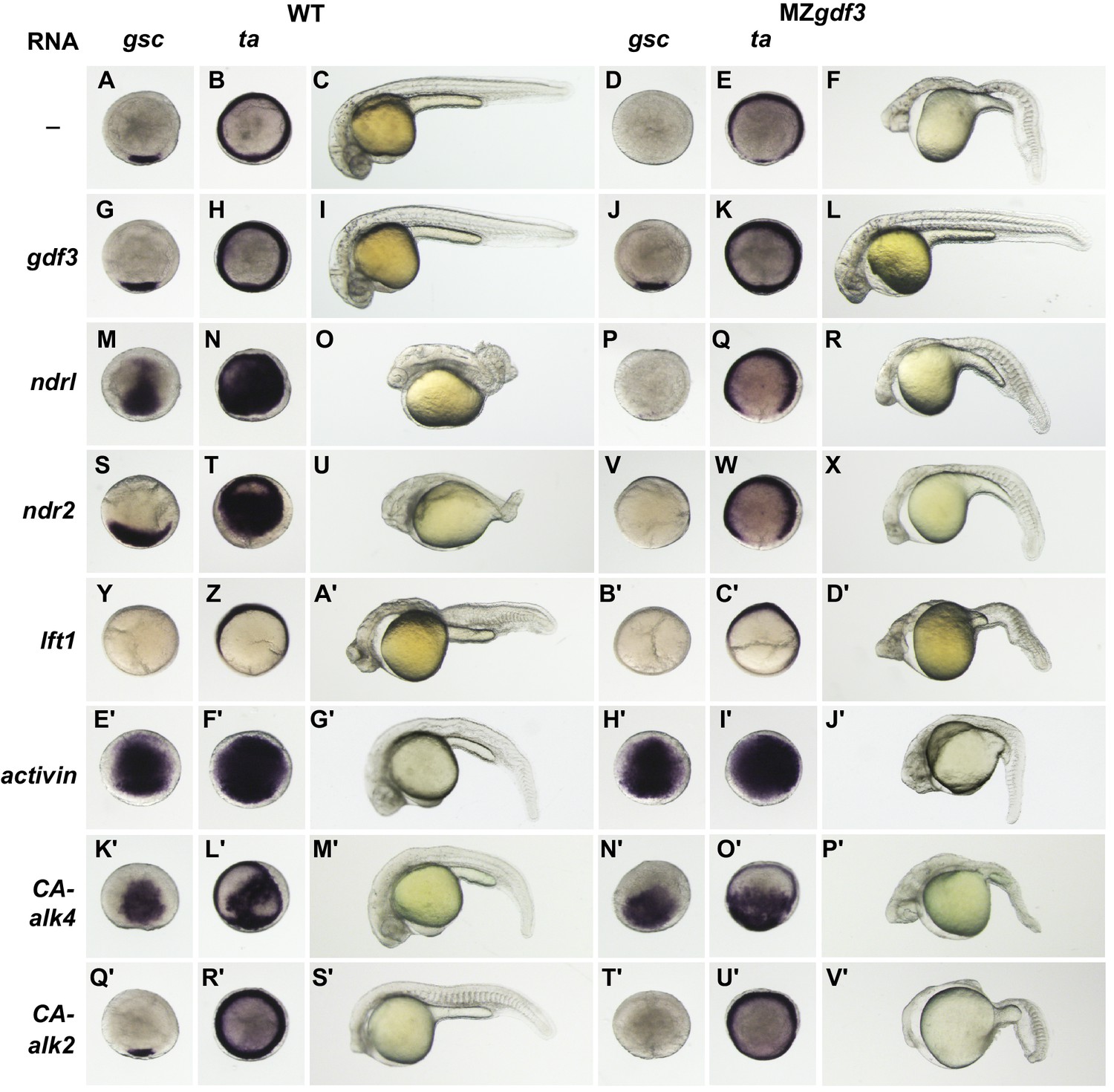 Maternal Gdf3 is an obligatory cofactor in Nodal signaling for embryonic  axis formation in zebrafish | eLife