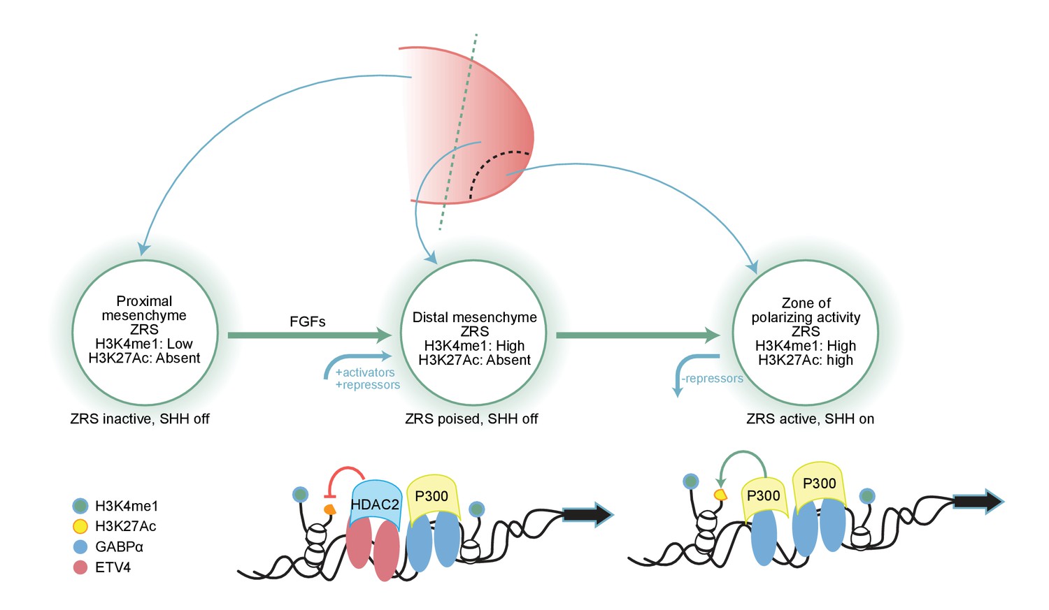 Figures and data in Fibroblast growth factors (FGFs) prime the limb ...