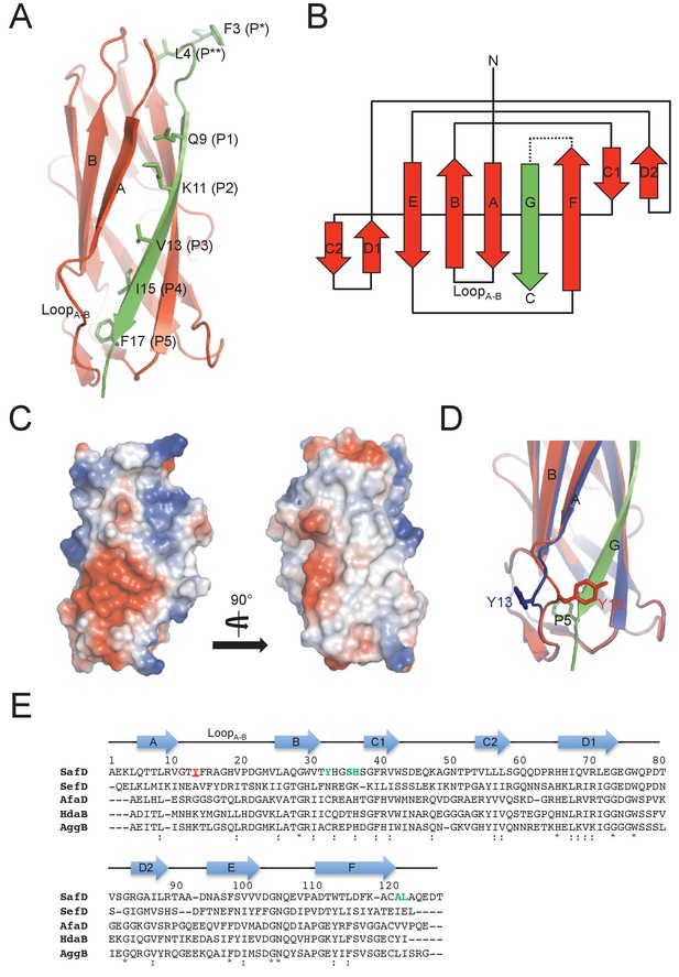 Figures and data in Structural basis of host recognition and biofilm ...