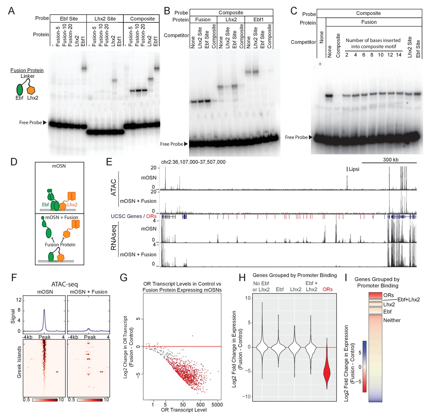 Cooperative interactions enable singular olfactory receptor