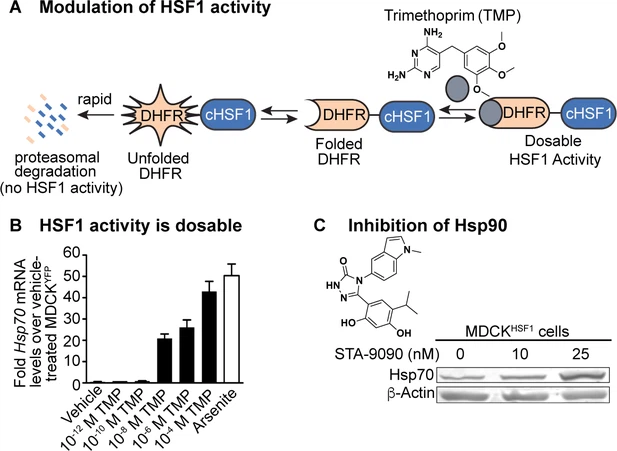 Host proteostasis modulates influenza evolution