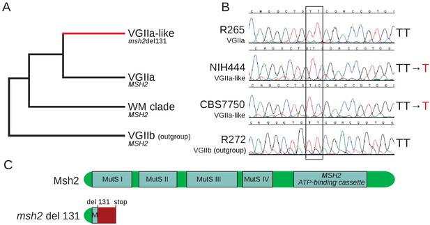 Figures and data in Natural mismatch repair mutations mediate ...