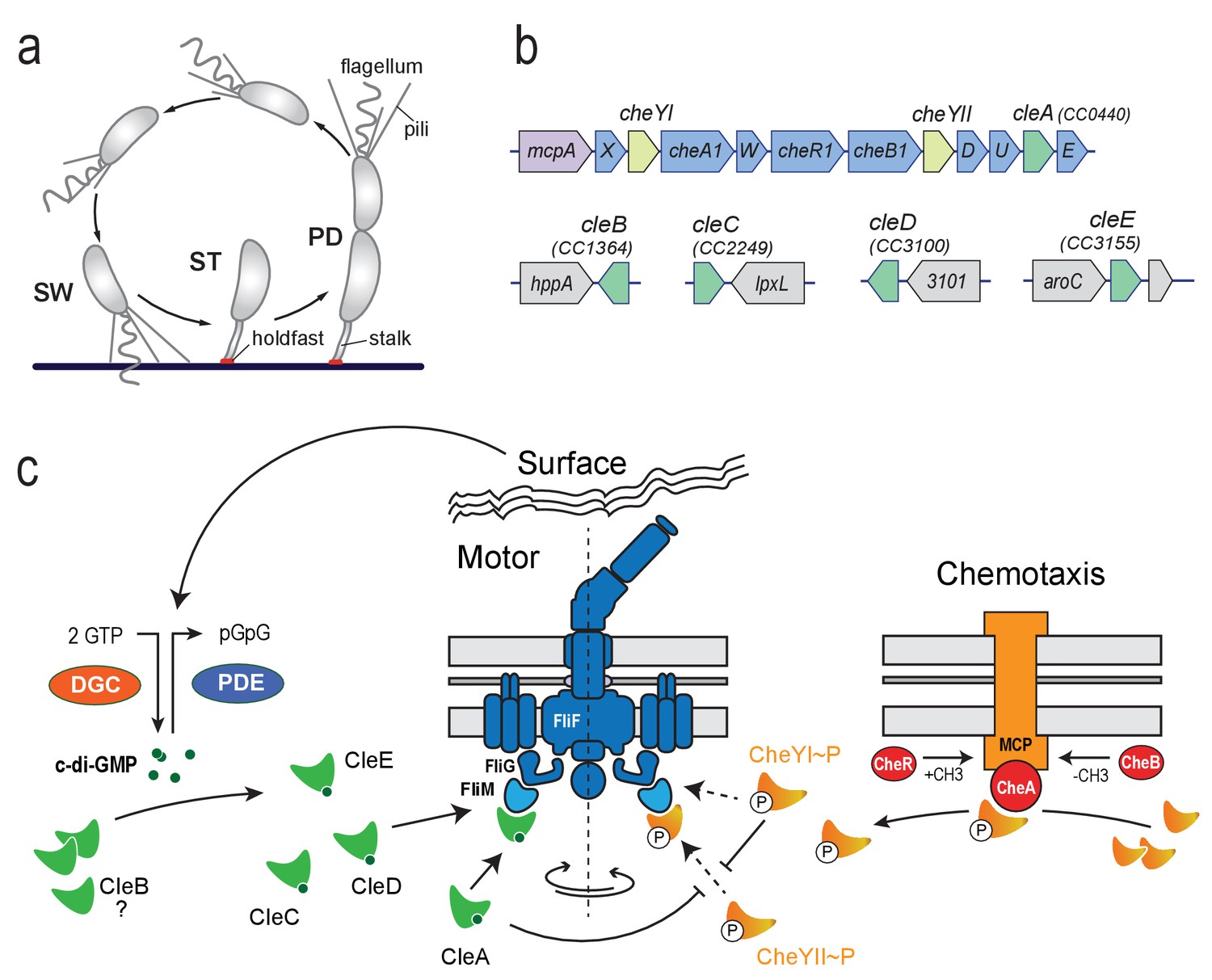 Cyclic di-GMP differentially tunes a bacterial flagellar