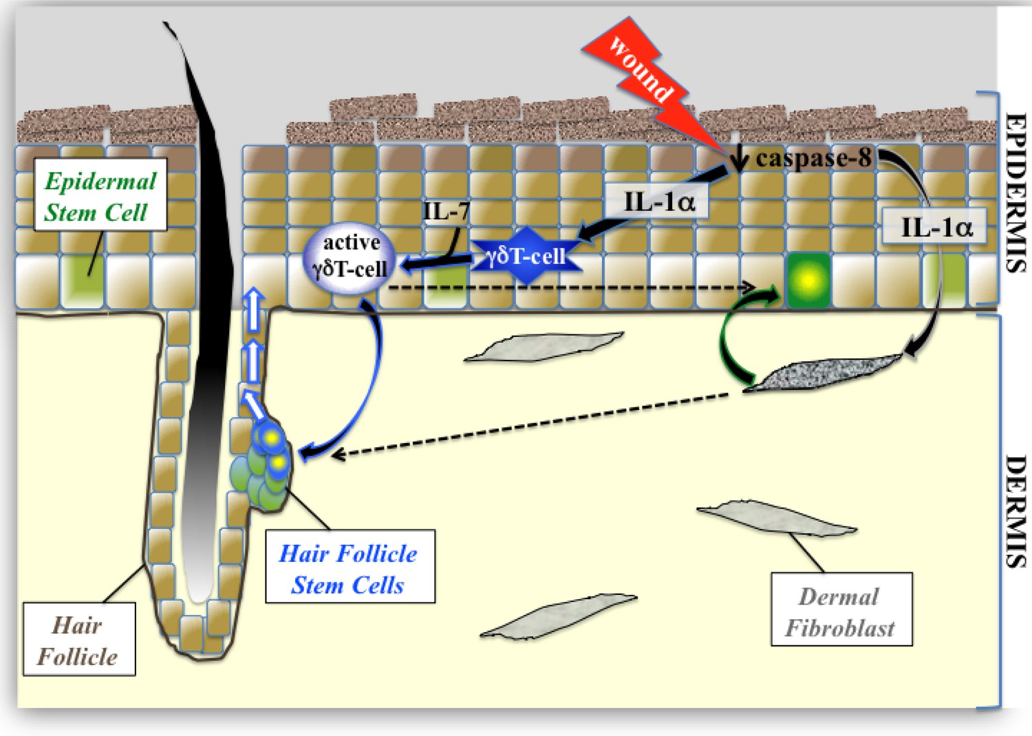 Stimulation Of Hair Follicle Stem Cell Proliferation Through An Il