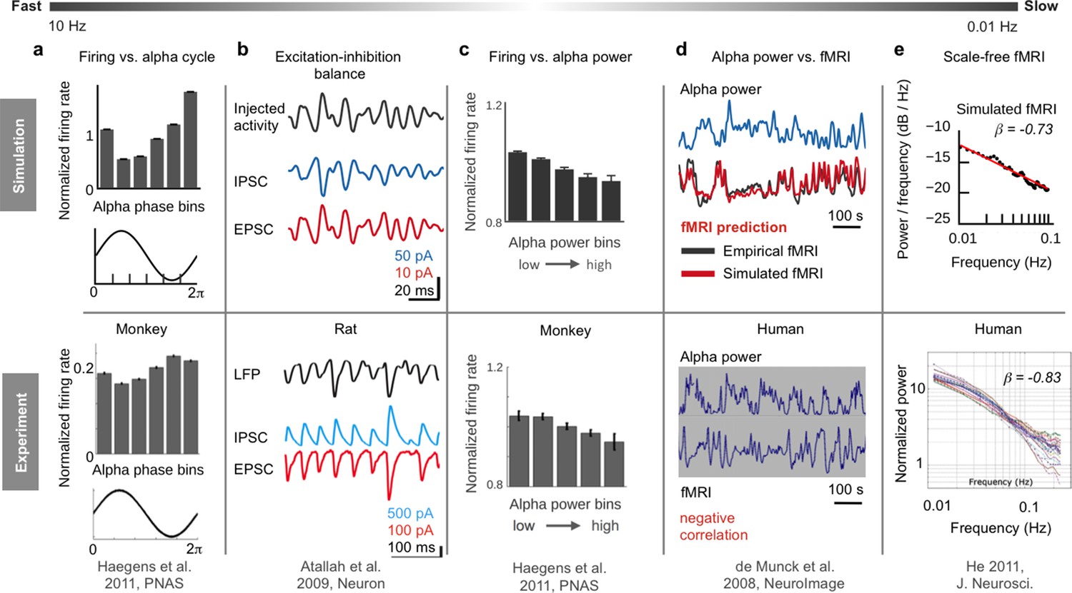 Inferring multi-scale neural mechanisms with brain network modelling ...