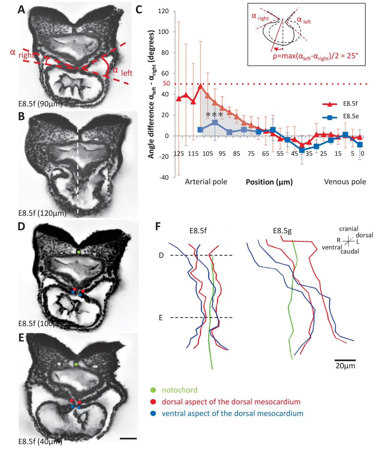 Figures and data in A predictive model of asymmetric morphogenesis from ...