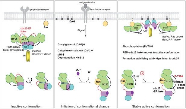 A Histidine pH sensor regulates activation of the Ras-specific guanine ...