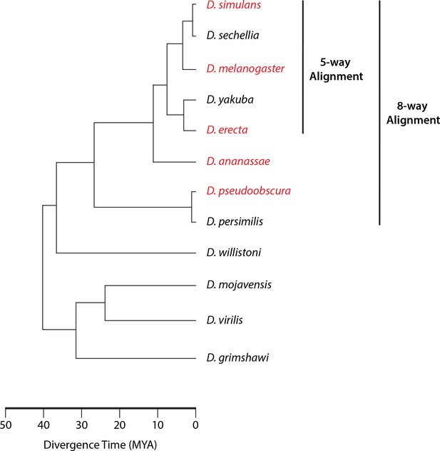 Figures and data in Conserved noncoding transcription and core promoter ...