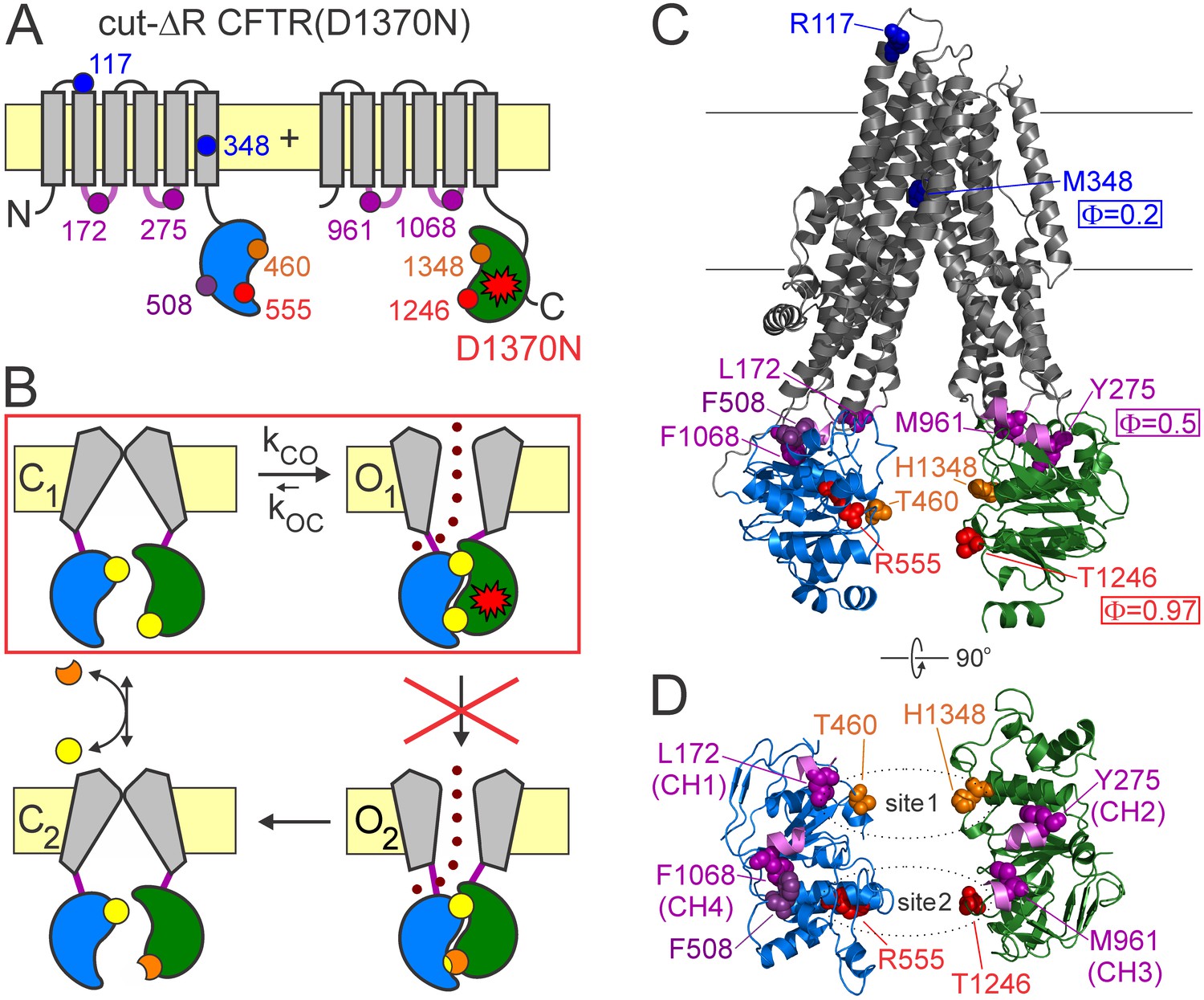 Asymmetry Of Movements In CFTR's Two ATP Sites During Pore Opening ...