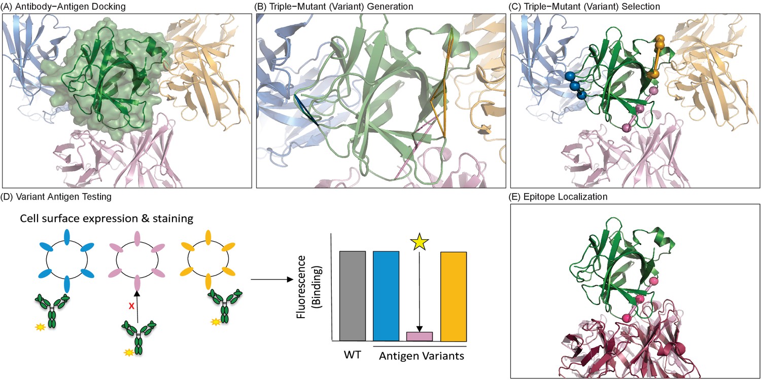 Computationallydriven identification of antibody epitopes eLife