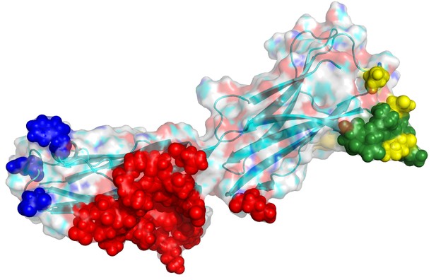 Figures and data in Computationally-driven identification of antibody ...