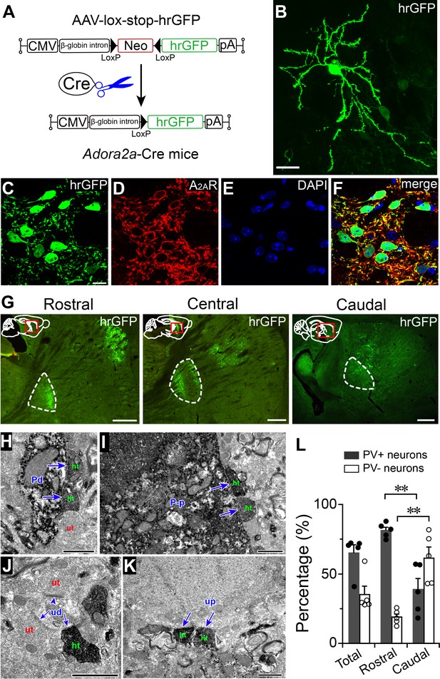 Striatal Adenosine A2a Receptor Neurons Control Active-period Sleep Via 